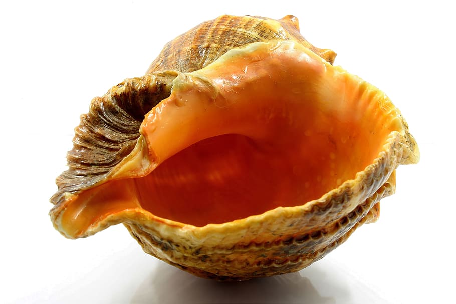 brown seashell screenshot, the clams, food and drink, no people HD wallpaper