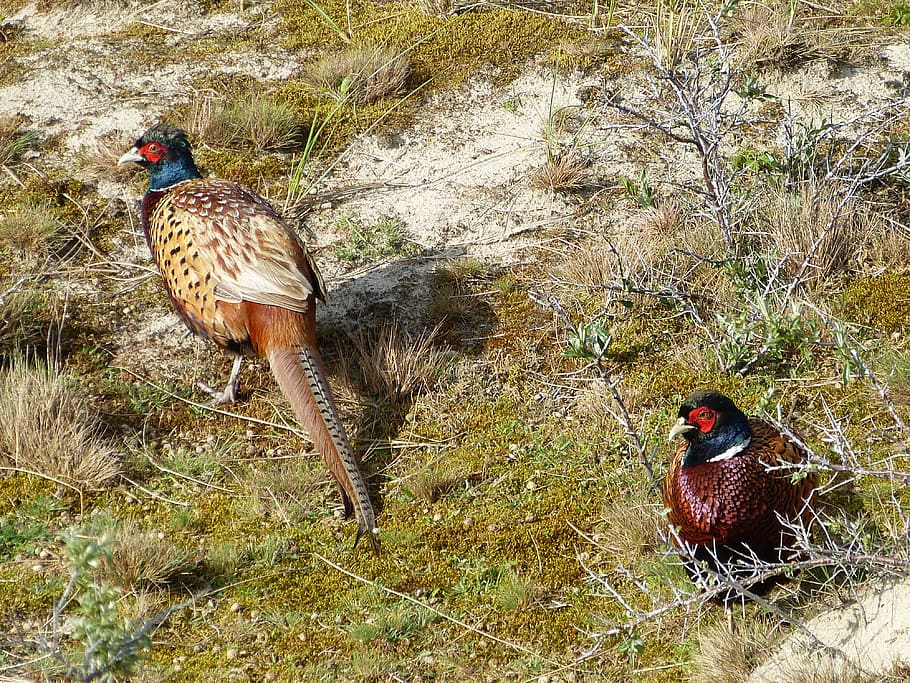 pheasant, hahn, poultry, bird, bochum, animal themes, vertebrate HD wallpaper