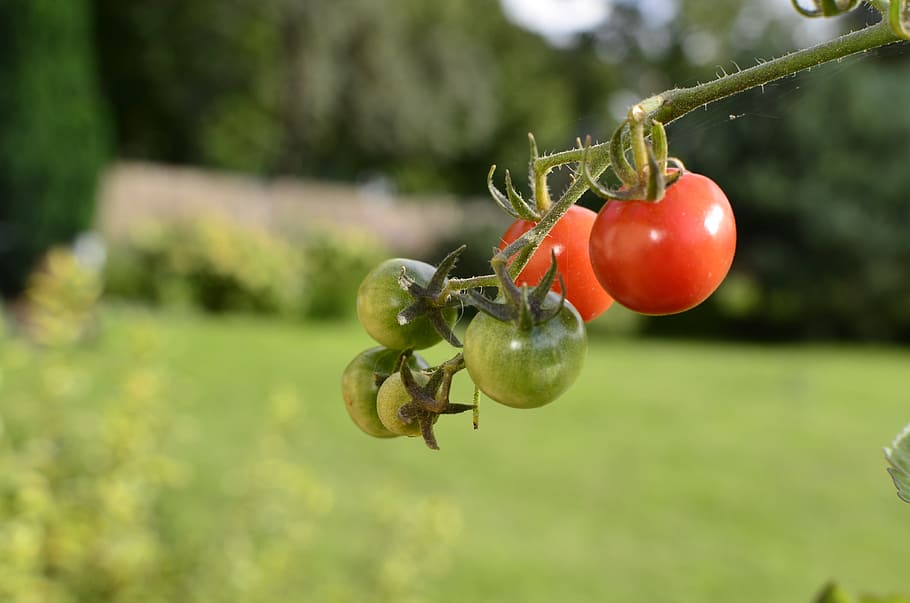 the plot, bush, tomatoes pepowo, food and drink, fruit, healthy eating HD wallpaper