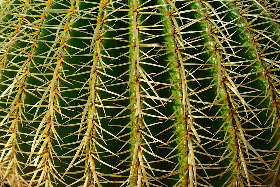 background, sting, schwiegermuttersitz, cactus, plant, pointed HD wallpaper