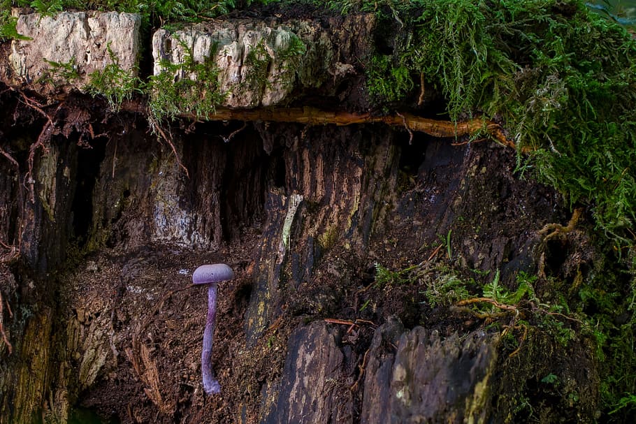 mushroom, moss, mini mushroom, sponge, age fungal, autumn, forest mushrooms, HD wallpaper