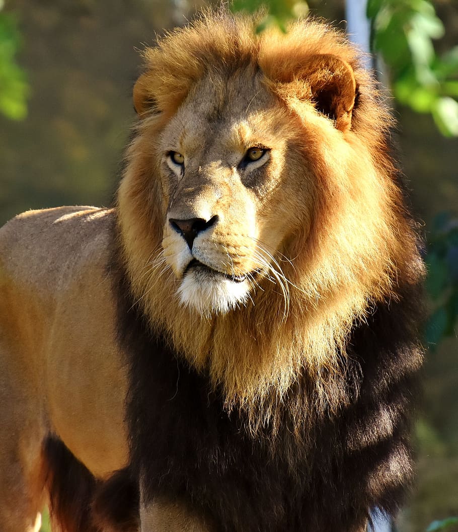 male lion near green foliage trees, predator, dangerous, mane HD wallpaper