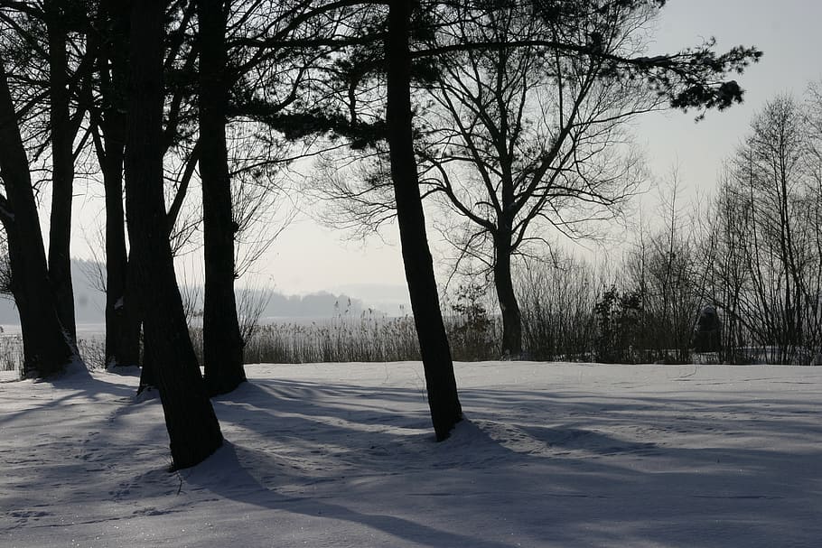 winter, trees, snow, nature, forest, landscape, cold - Temperature HD wallpaper