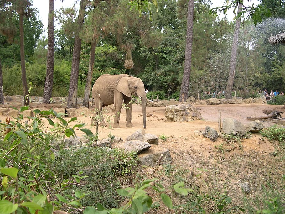 elephant, zoo, arrow, plant, tree, mammal, animal themes, vertebrate HD wallpaper