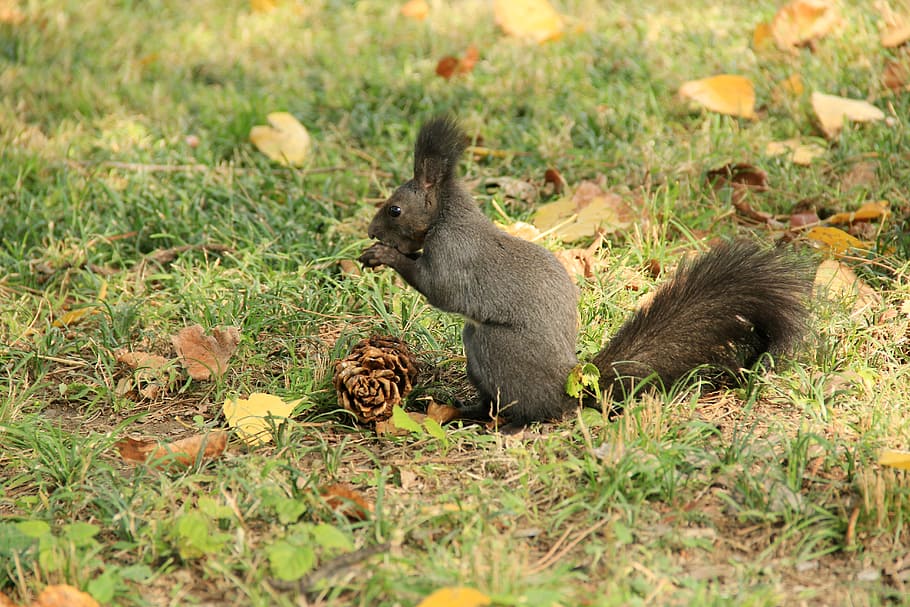 squirrel, animal, echinacea, animal wildlife, animals in the wild HD wallpaper