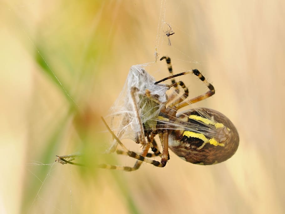 spider, canvas, prey, macro, argiope hornet, desert locust HD wallpaper