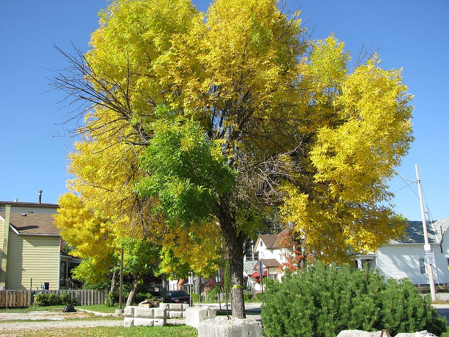 tree, changing, nature, color, foliage, plant, architecture HD wallpaper