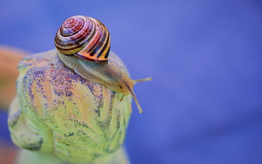 red and yellow snail in focus photography, gray, tape worm HD wallpaper