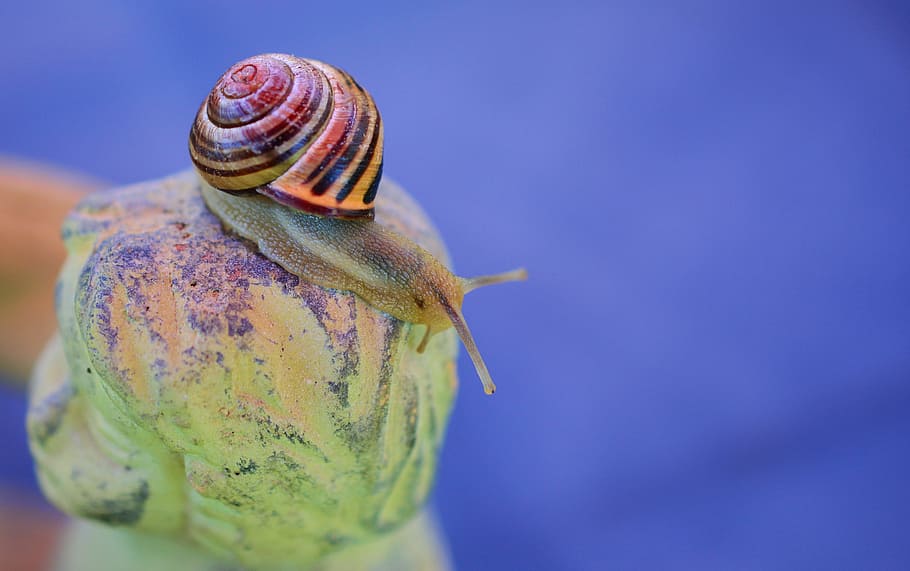 red and yellow snail in focus photography, gray, tape worm HD wallpaper
