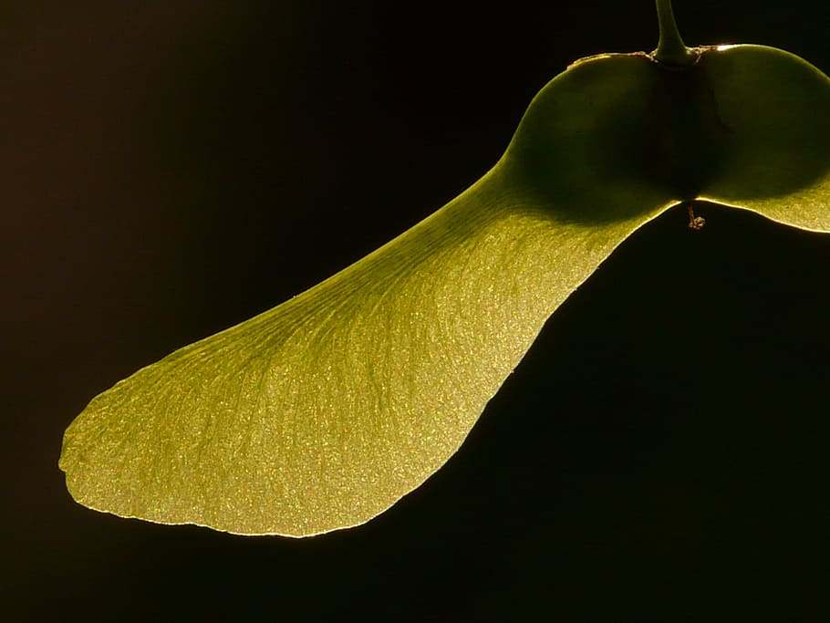 Hd Wallpaper Maple Fruit Tree Green Norway Maple Acer Platanoides Needle Leaf Maple Wallpaper Flare