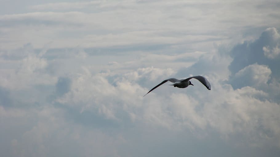 bird, sky, flight, seagull, clouds, animals in the wild, animal wildlife HD wallpaper