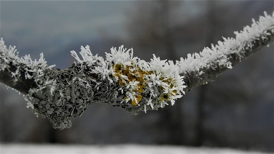 brina, winter, cold, snow, cold temperature, frozen, tree, focus on foreground HD wallpaper