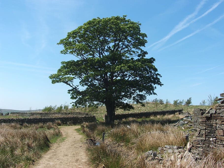 Tree, Path, Fields, Land, Sky, Blue, england, summer, nature HD wallpaper