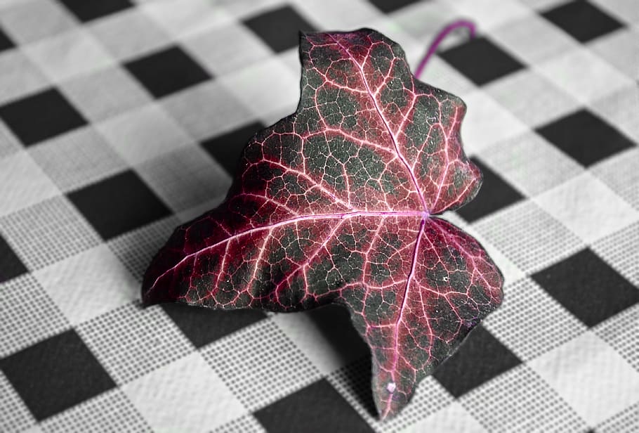 sheet, nature, macro, autumn, colors, checked Pattern, red HD wallpaper