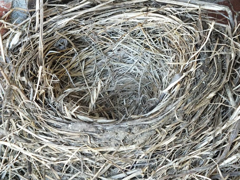 robin's nest, empty, empty nest, bird, nature, fledgling, wildlife HD wallpaper