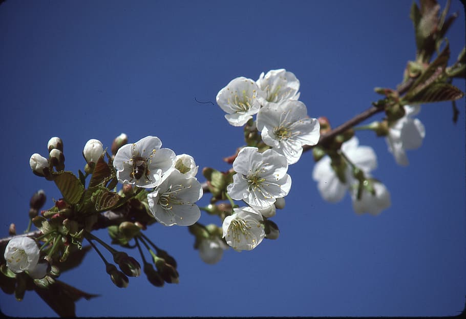 tree, cherries, spring, blossom, bloom, fruit tree, cherry blossom HD wallpaper