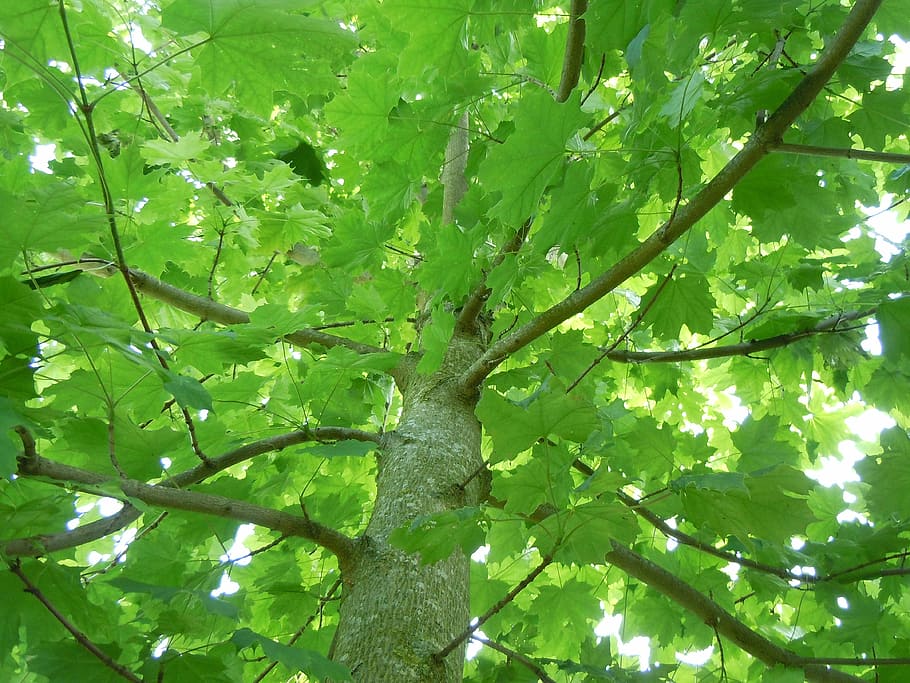 maple, tree, nature, bright, leaf, forest, branch, outdoors HD wallpaper