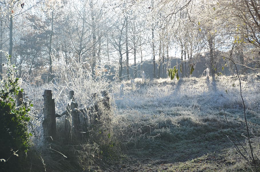frost, winter, plant, tree, nature, land, day, growth, no people HD wallpaper