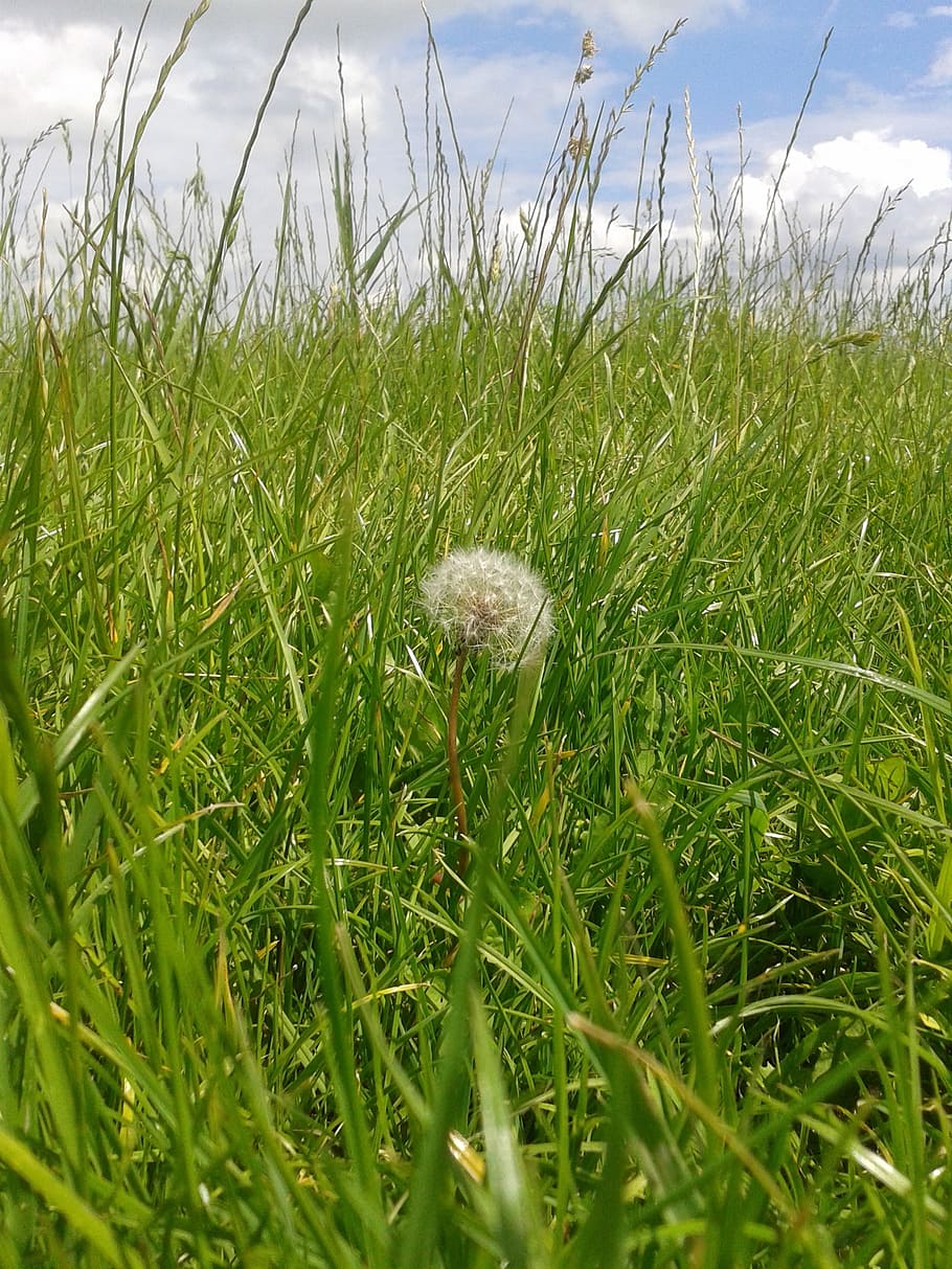 dandelion, lint, flora, plant, grass, growth, green color, land HD wallpaper