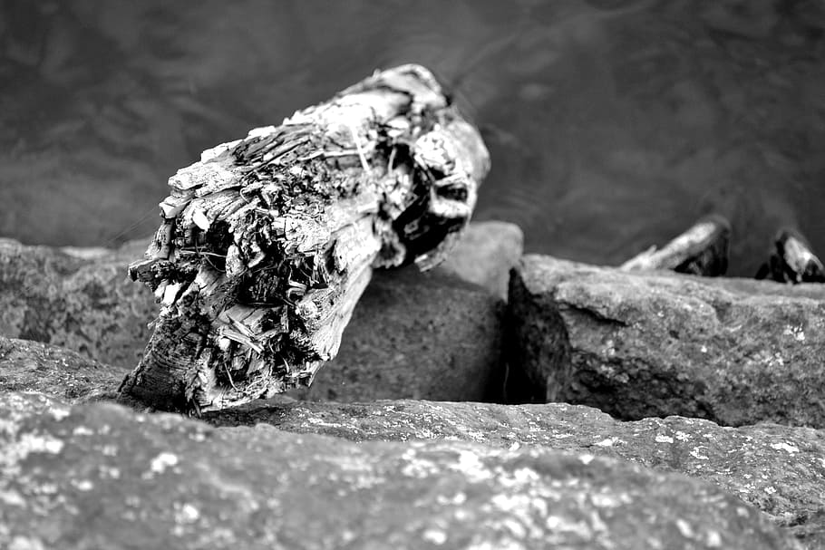 log, tree, water, port, pier, tree trunk, summer, nature, black and white HD wallpaper