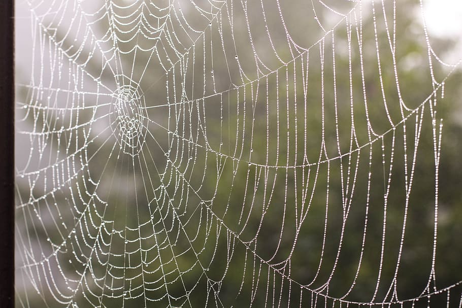 Spider web at daytime, network, cobweb, dew, autumn, fog, fragility HD wallpaper