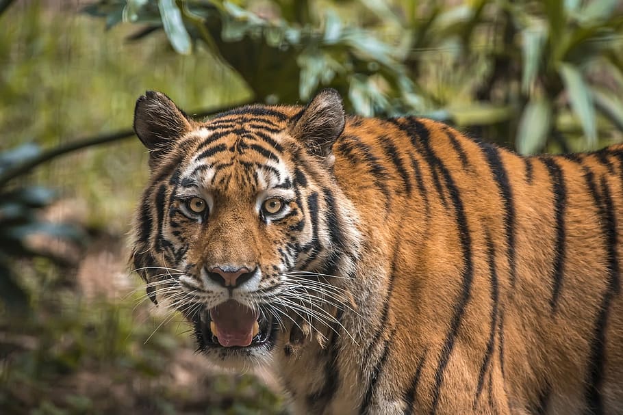 wildlife, cat, carnivore, predator, animal themes, feline, big cat HD wallpaper