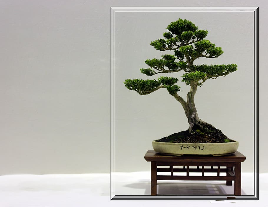 green leafed bonsai plants, tree, small, frame, growing, japanese HD wallpaper