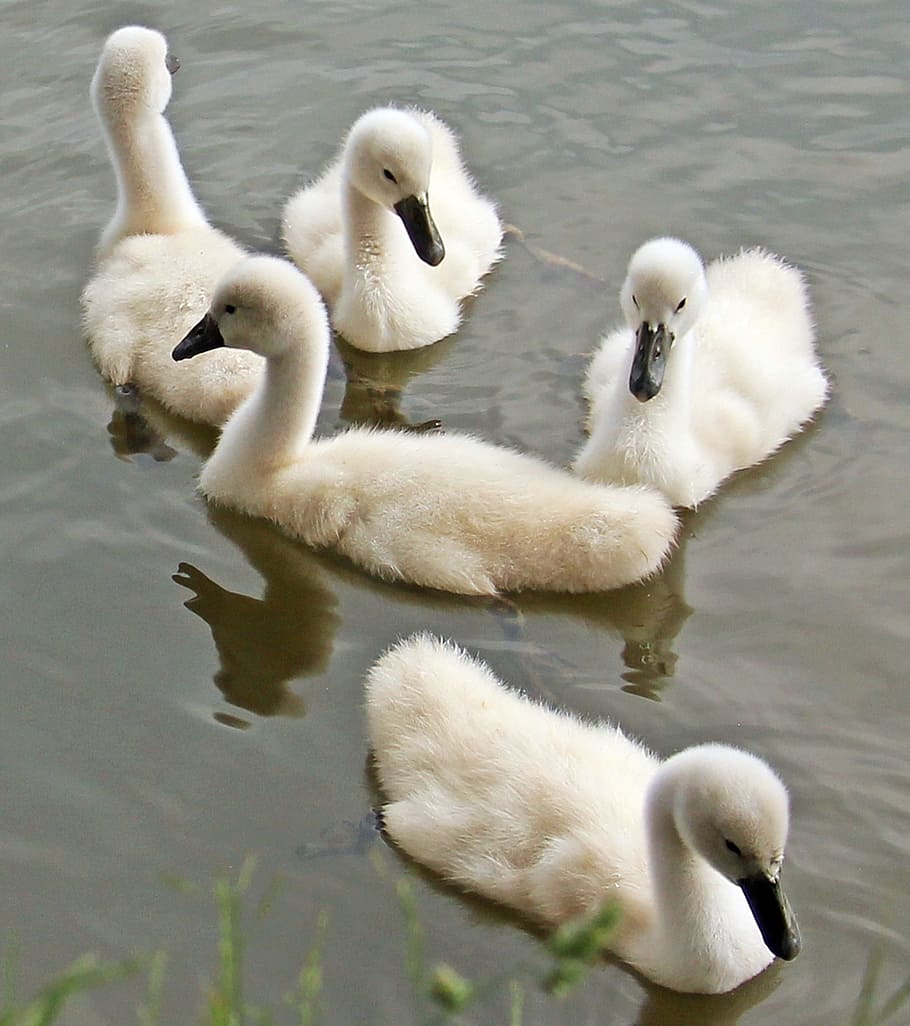 Swans, Baby, Water, Waterfowl, baby swans, young swans, plumage, HD wallpaper