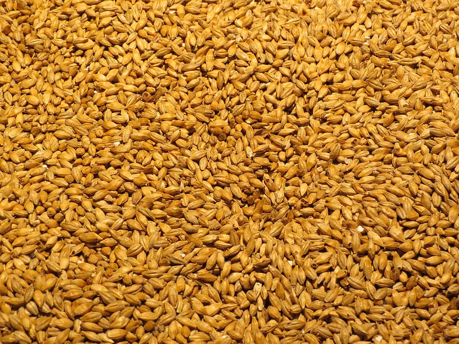 brown grains, Barley, Malt, Malted Barley, Barley, Beer, brewery