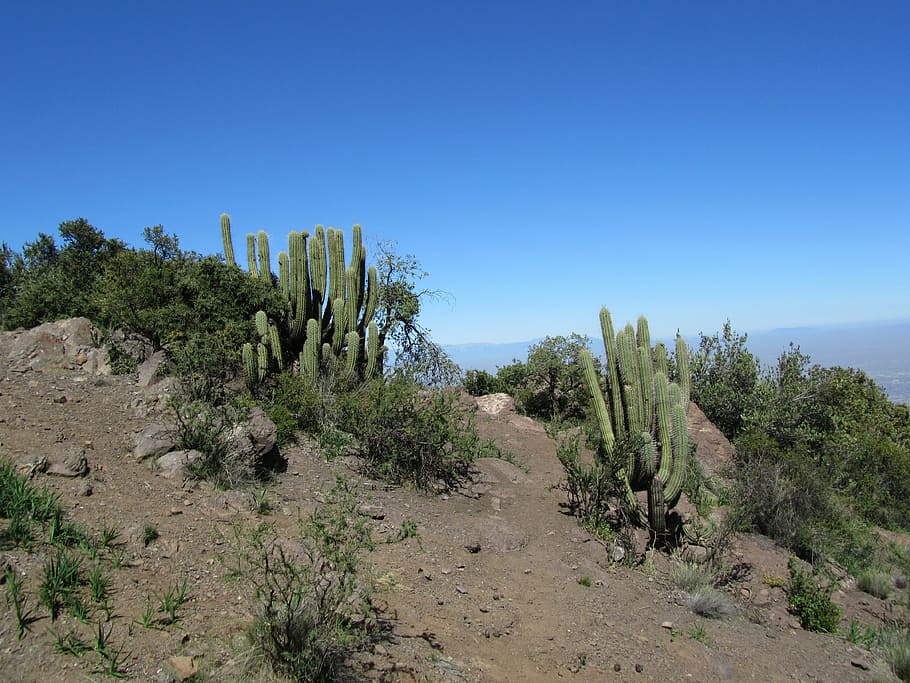 cactus, chile, andes, dry, hot, blue sky, sandy, mountains HD wallpaper