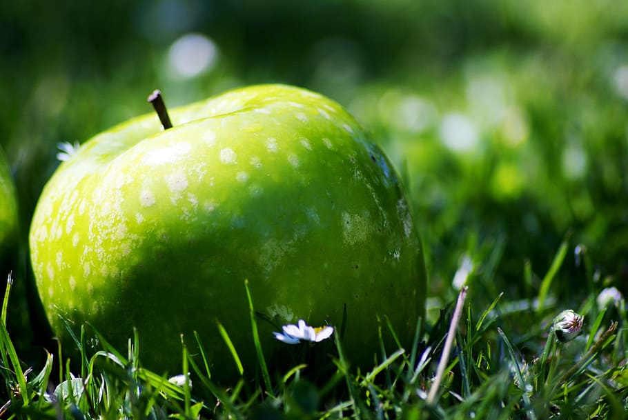 selective photo of green Apple on green grass field, nature, garden, HD wallpaper
