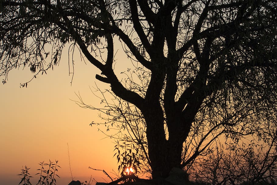 tree, dawn, sun, backlight, autumn, silhouette, plant, branch HD wallpaper
