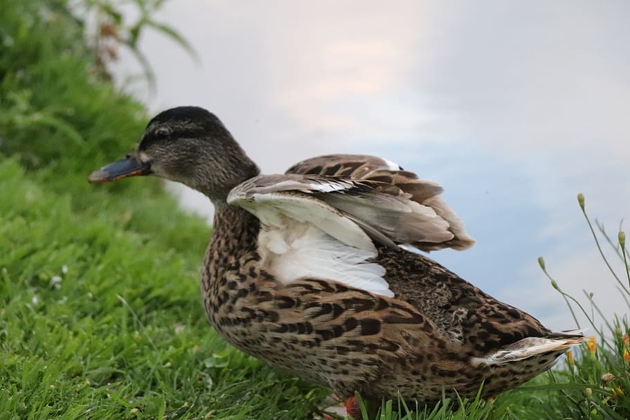 texel, duck, water, animal, nature, lake, plumage, wing, waters