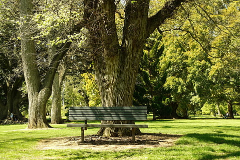 bench, tranquillity, park, trees, outdoor, adelaide, plant HD wallpaper