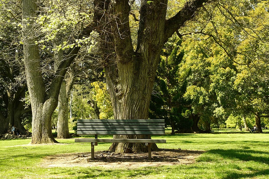 bench, tranquillity, park, trees, outdoor, adelaide, plant HD wallpaper