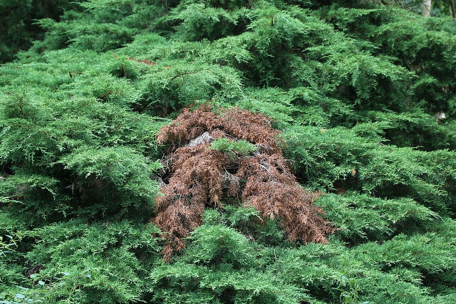 green, tree, plant, environment, nature, leaf, landscape, forest HD wallpaper