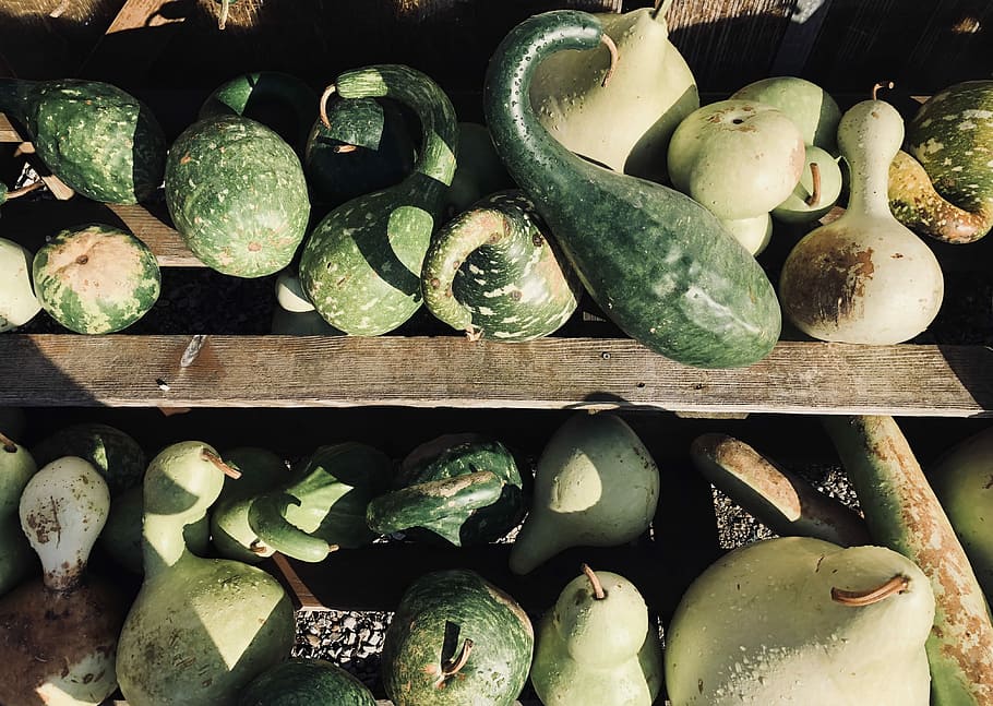 variety of vegetables, close-up photo of green gourds, gourde HD wallpaper