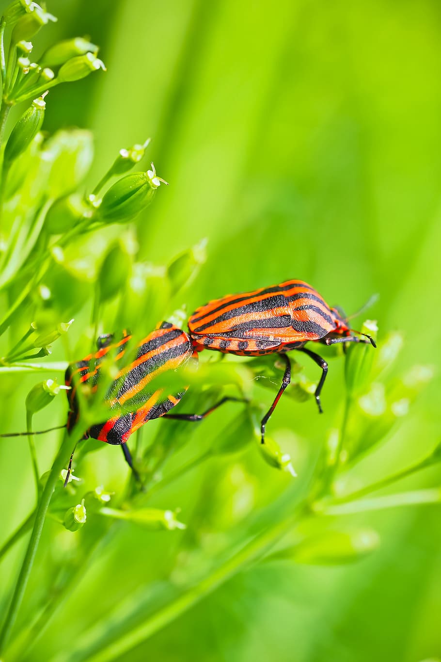 Silphidae, Insect, Beetle, Animal, tingling sensation, flowers HD wallpaper