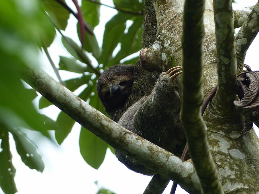 sloth, tree, animal, rest, costa rica, nature, depend, sleep, HD wallpaper