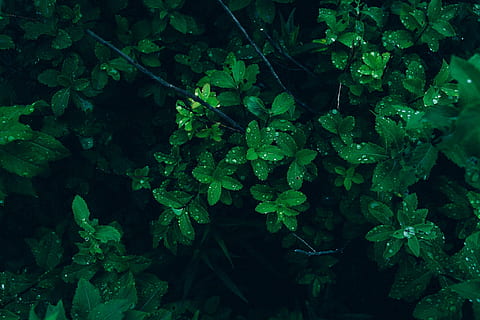 plants with morning dews, selective, photo, green, leaf, leaves HD wallpaper