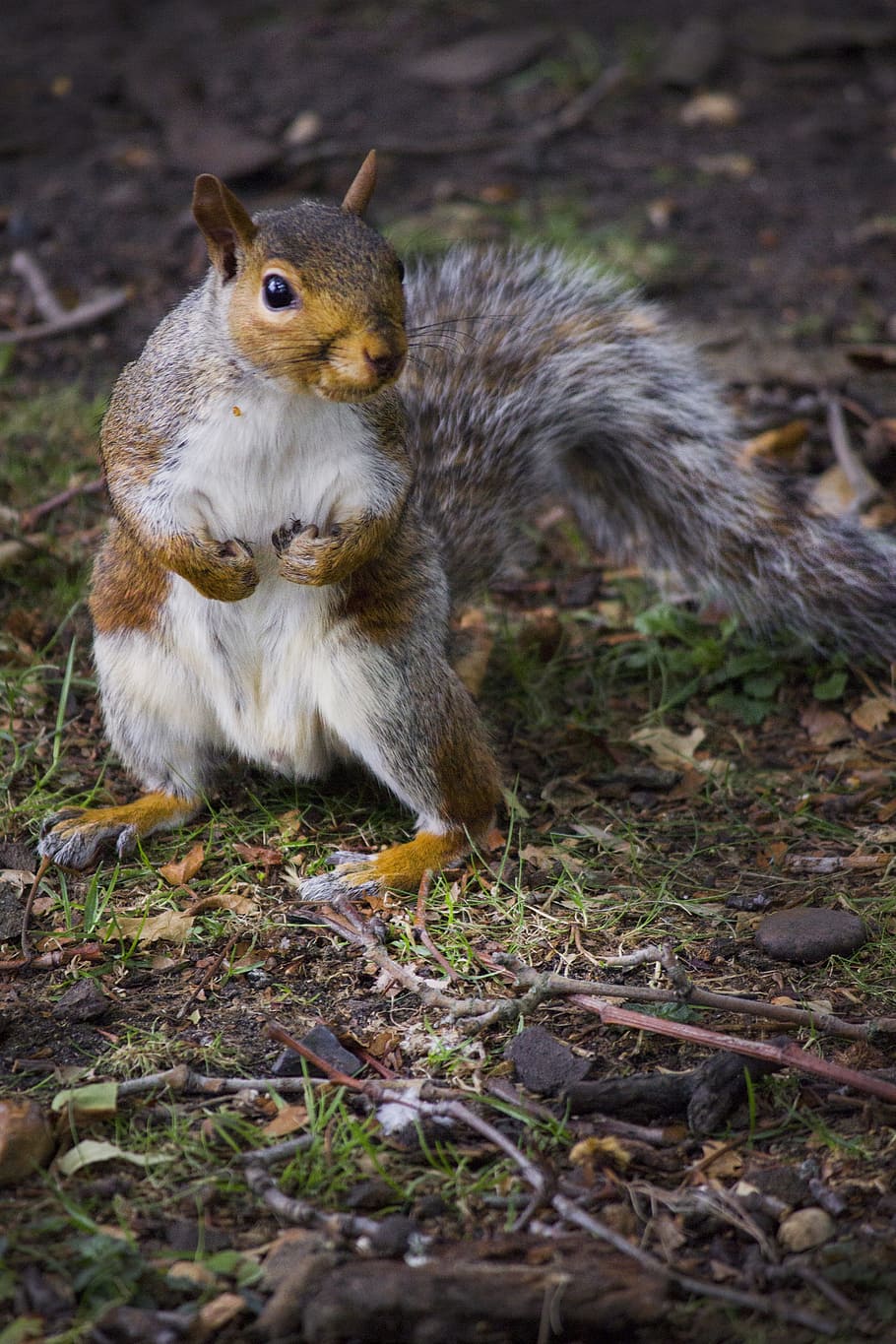 Squirrel, Peanut, Autumn, park, one animal, animals in the wild HD wallpaper