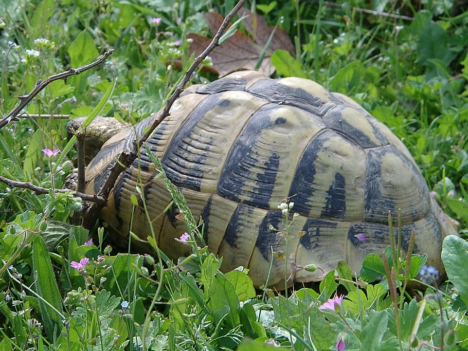 turtle, nature, wildlife, tortoise, reptile, animal, grass HD wallpaper