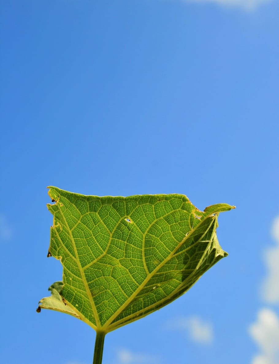 blue, leaf, bright, plant, natural, botanical, organic, botany HD wallpaper