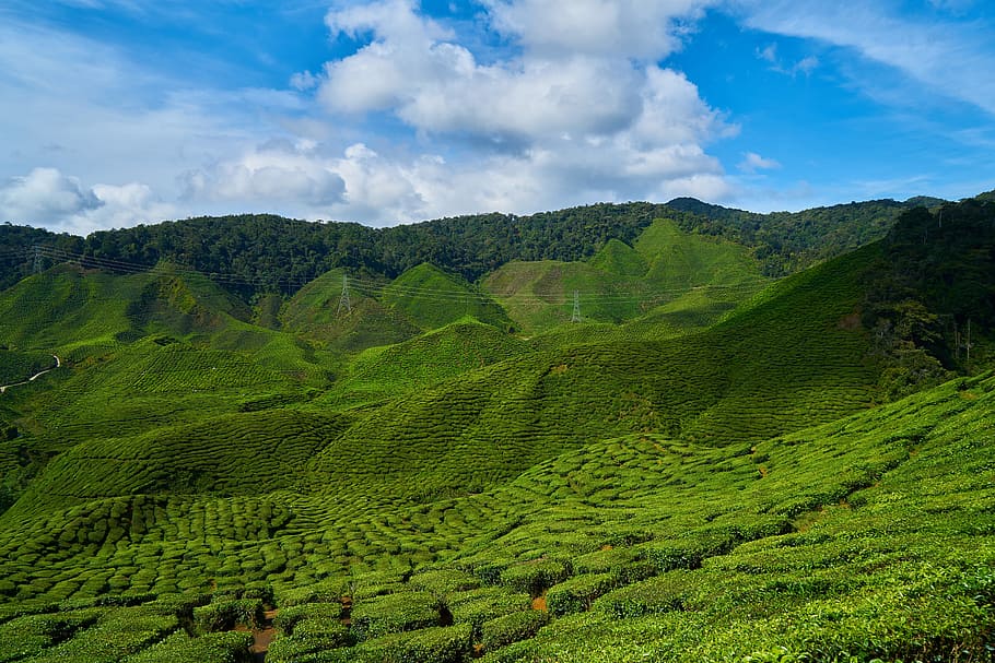 landscape photography of valley, tea, field, green, beautiful HD wallpaper