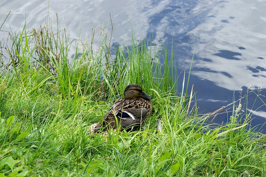 duck, sit down, stay, brooding, eggs, pond, cove, water, grass HD wallpaper