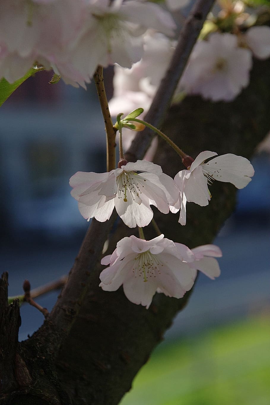 Spring, Flowers, Blossom, Bloom, white color, nature, close-up HD wallpaper