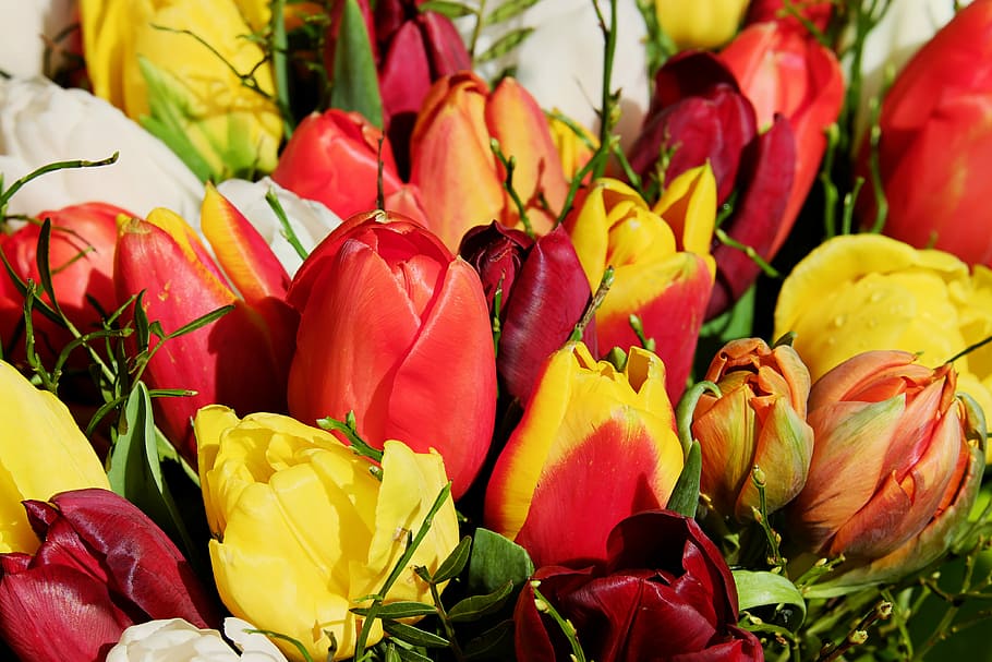 HD wallpaper: red, yellow, and orange tulips, bouquet, tulip bouquet ...