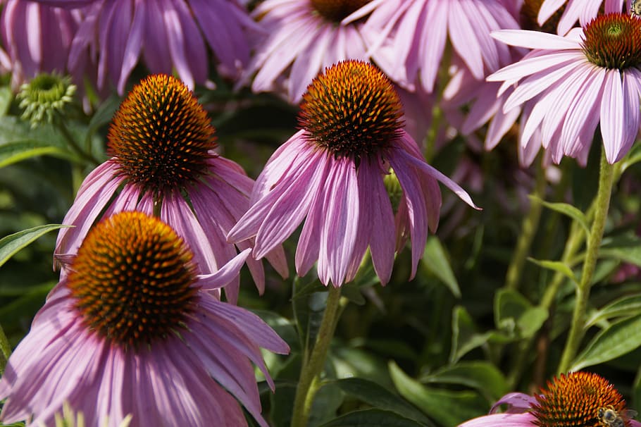 echinacea, flowers, sun hat, flora, pink, plant, echinacea purpurea HD wallpaper