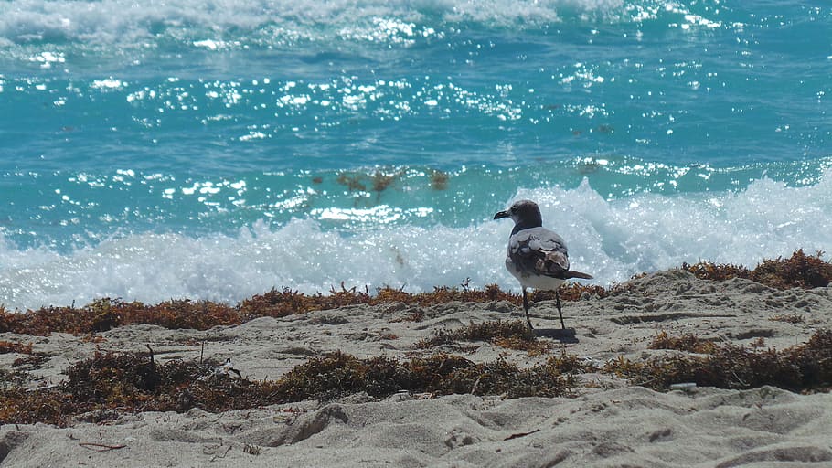 seagull, ave, bird, fly, blue sea, beach, water, motion, nature HD wallpaper
