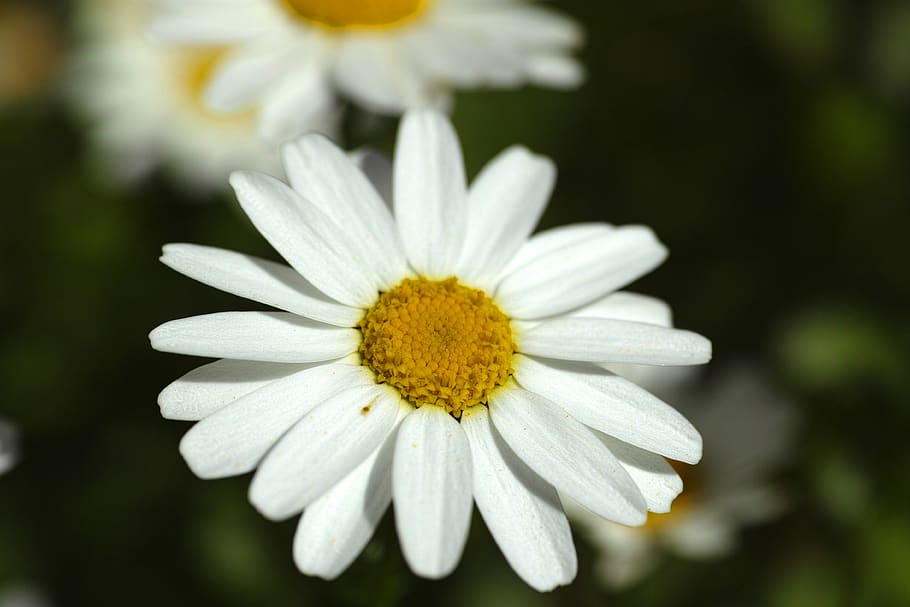White daisy flowers picture 1080P, 2K, 4K, 5K HD wallpapers free download.